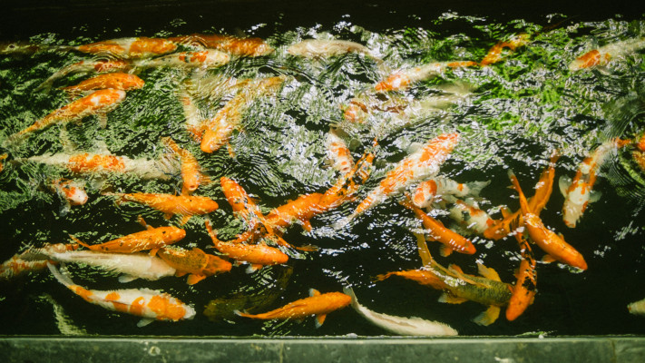 Original Chilli Dipping Sauce (610 Kj).