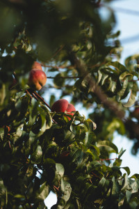 Té Helado De Melocotón 0,33 L