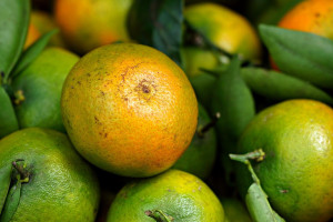 Obstteller Der Saison