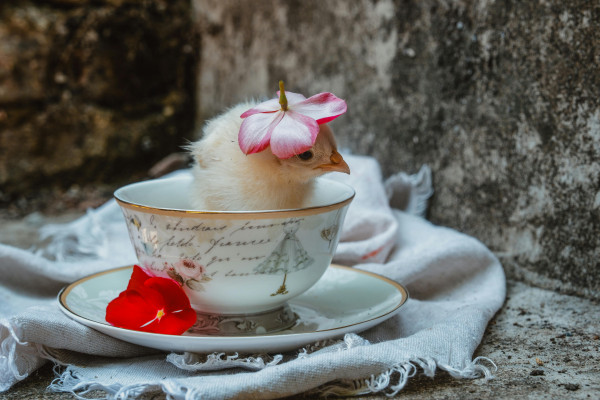 Pollo Del General Gau