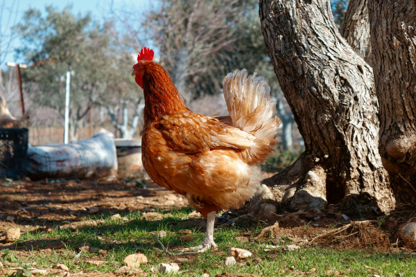 Poulet Aux Herbes Méditerranéennes (16″ – Croûte Mince)