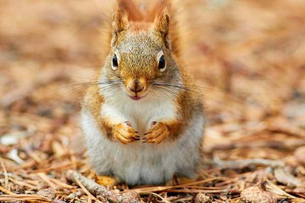 Palitos De Mozzarella (7)