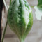 Gourd Amer